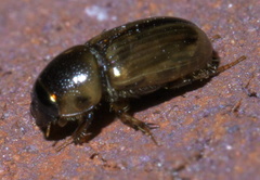 Labarrus cincticulus