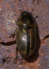 Labarrus cincticulus