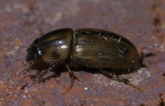 Labarrus cincticulus