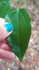 Clematis pickeringii