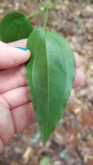 Clematis pickeringii
