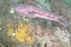 Ciocalypta polymastia