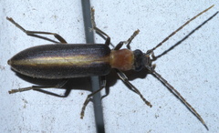 Oxycopis mimetica