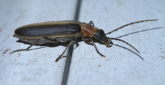 Oxycopis mimetica