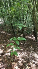 Clematis pickeringii