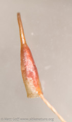 Encalypta rhaptocarpa