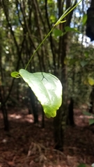 Clematis pickeringii