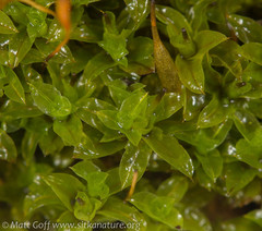 Encalypta rhaptocarpa