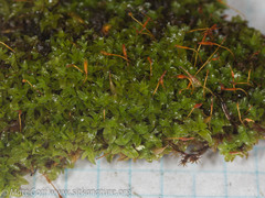 Encalypta rhaptocarpa