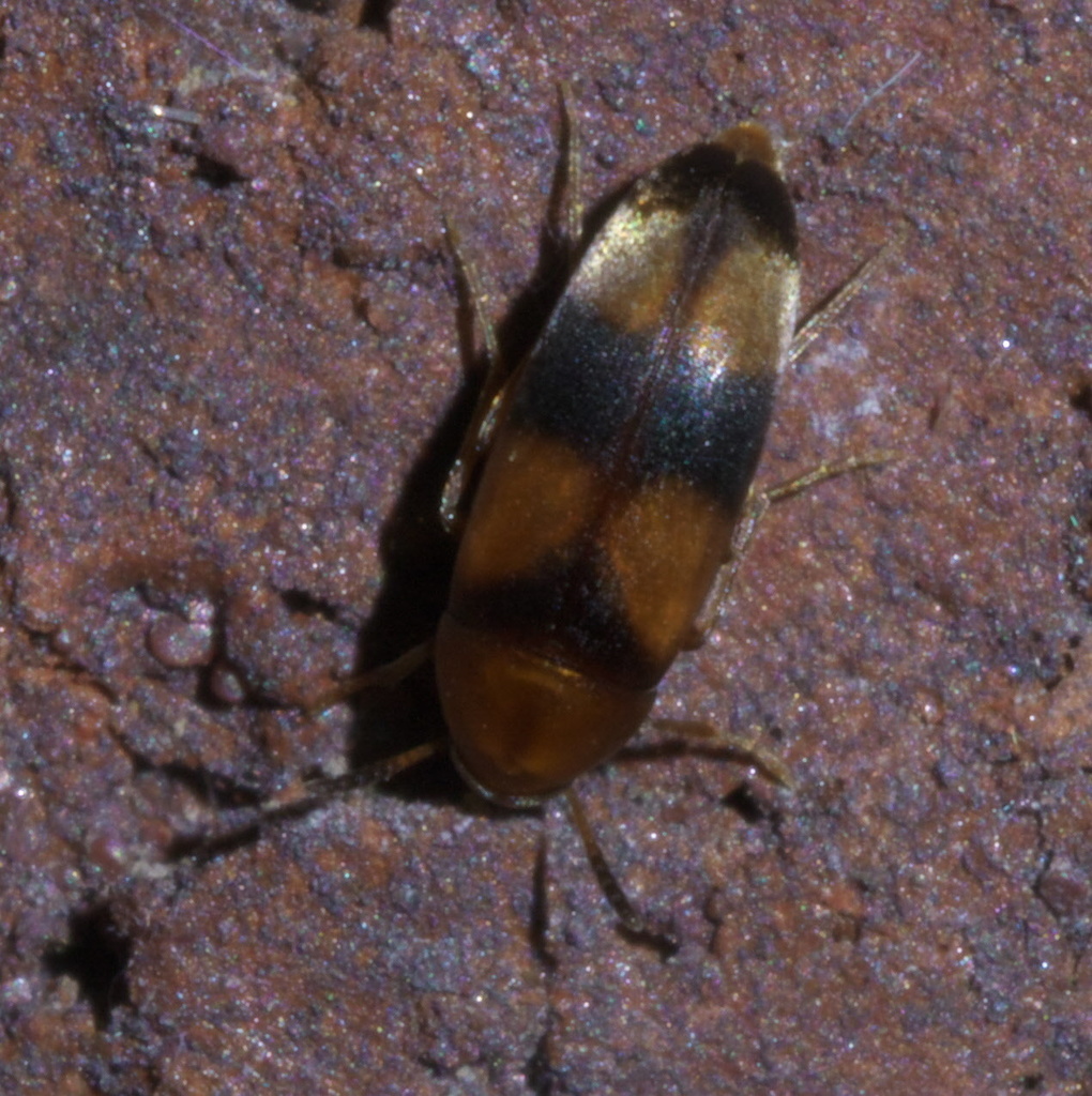 Three-banded False Flower Beetle