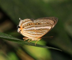 Cyrestis strigata