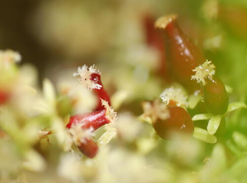 Baccaurea parviflora, photograph 2
