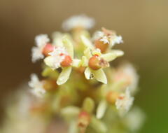Baccaurea parviflora, photograph (c) Steven Bodzin, some rights reserved (CC BY)