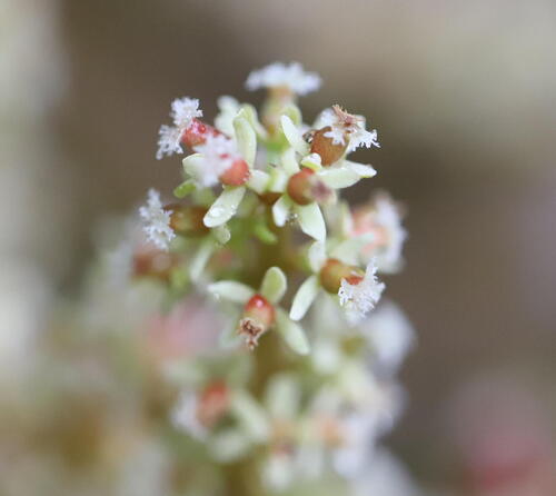 Baccaurea parviflora, photograph 4