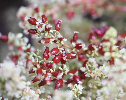 Wild rambai (Baccaurea parviflora)