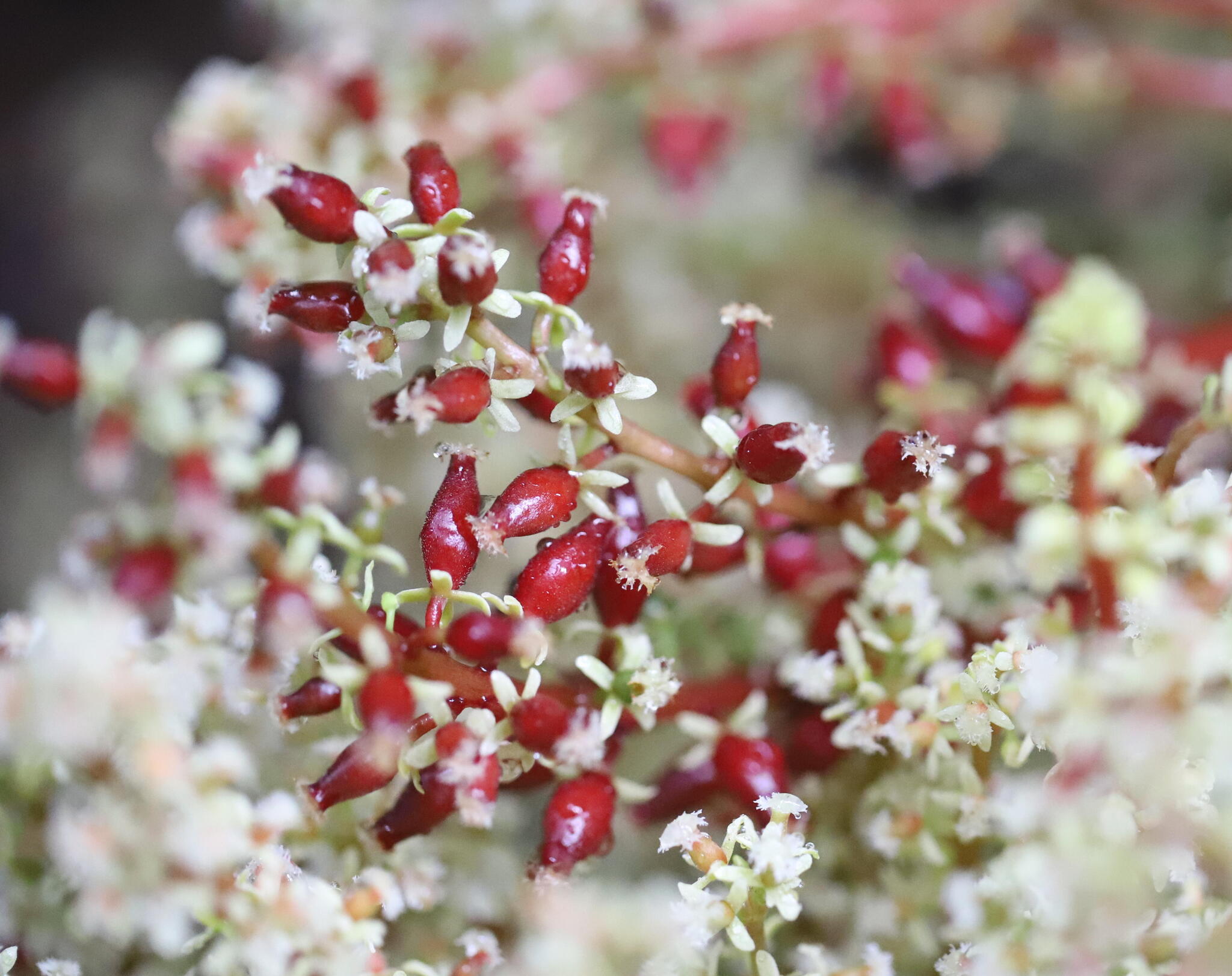 Wild Rambai (Baccaurea parviflora)