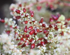Wild Rambai (Baccaurea parviflora)