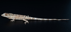 Anolis litoralis