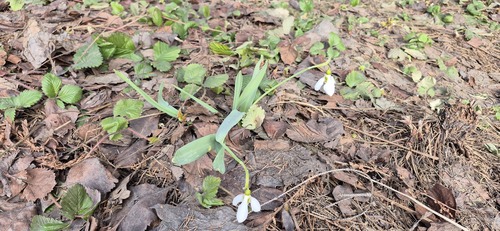 Наблюдение на iNaturalist