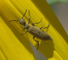 Epicauta ferruginea