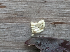 Insecta