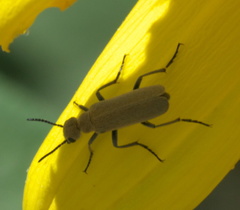 Epicauta ferruginea