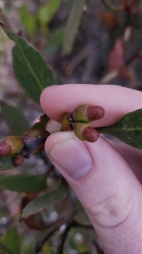 Nodding Mallee (Eucalyptus proxima)
