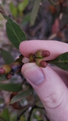Eucalyptus proxima