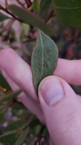 Eucalyptus proxima, photograph 2
