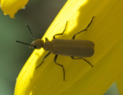 Epicauta ferruginea