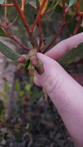 Eucalyptus proxima, photograph 3