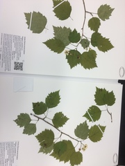 Crataegus schuettei