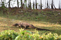 Varanus salvator salvator