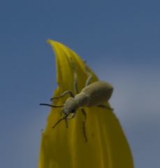 Epicauta ferruginea