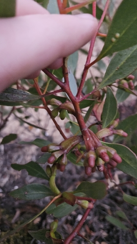 Eucalyptus proxima, photograph 4