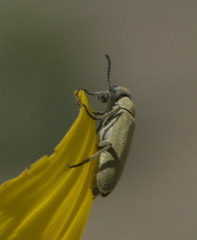 Epicauta ferruginea