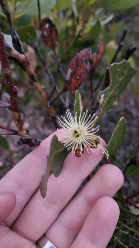 Eucalyptus proxima, photograph 5
