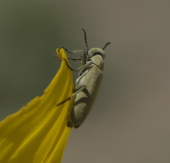 Epicauta ferruginea