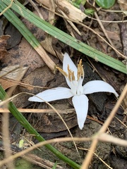 Styracaceae