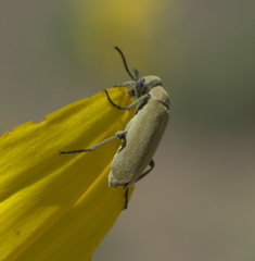 Epicauta ferruginea
