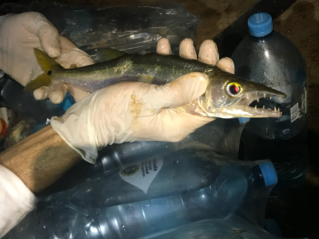 Zoetwaterbarracuda (Acestrorhynchus heterolepis) — Acestrorhynchidae