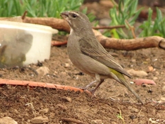 White-Throated Canary photo 2