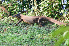 Varanus salvator salvator