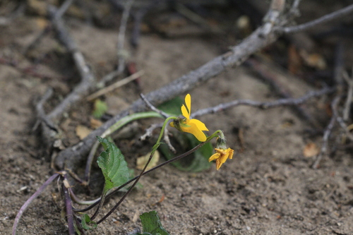 Viola reichei