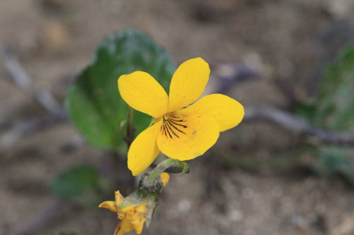 Patagonian yellow violet (Viola reichei)