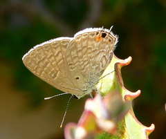 Anthene livida livida