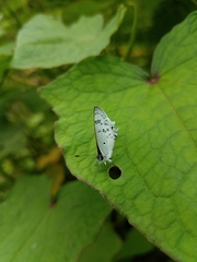 Hypolycaena kina