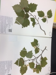 Crataegus schuettei
