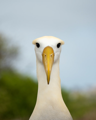 Waved Albatross photo 3
