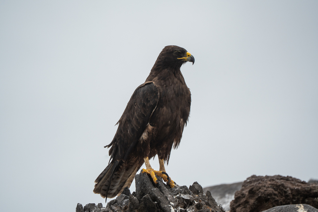 Galápagos Hawk